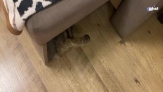 Big cock chases dripping wet Sally masturbates in the nature blake blossom dredd